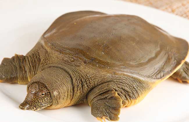 甲鱼大的营养好还是小的营养好,甲鱼越大越好吗