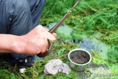钓黄鳝的方法与注意事项,掌握四种钓法