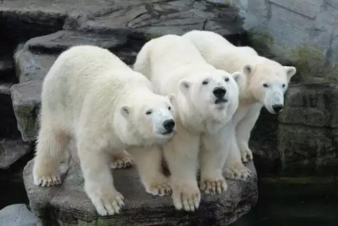 世界十大神奇动物,十大神奇动物园