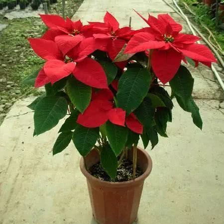 毒花致面部烧伤,女学生被毒花感染