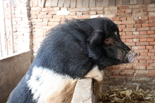 藏香猪河南,东北辽宁养殖藏香猪