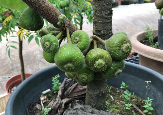 无花果只有叶子没有果子,纯天然无花果的味道