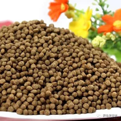 喂龟食物推荐,幼龟可以吃什么人类的食物