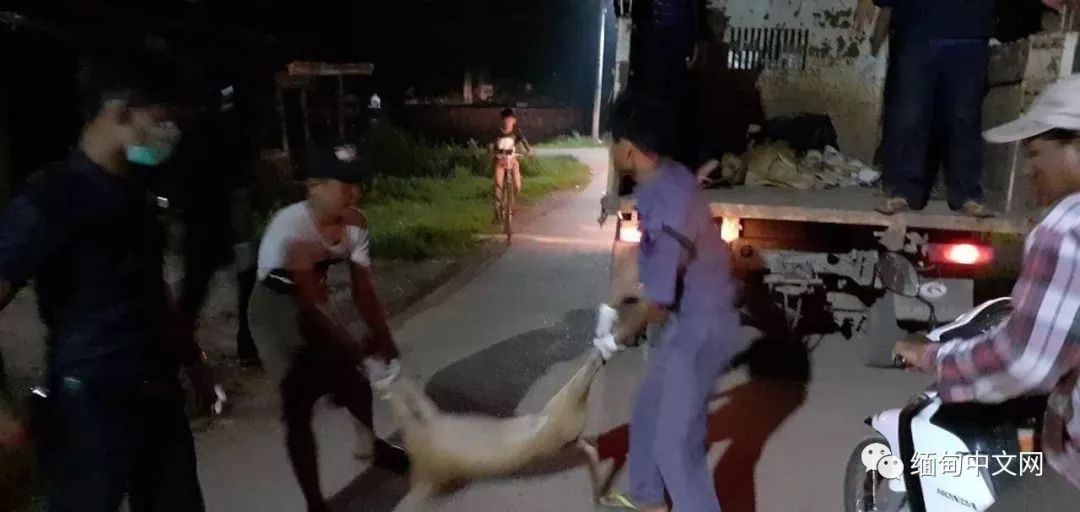 一律毒杀！缅甸小镇，政府下令毒杀流浪狗，中毒流浪狗满嘴血