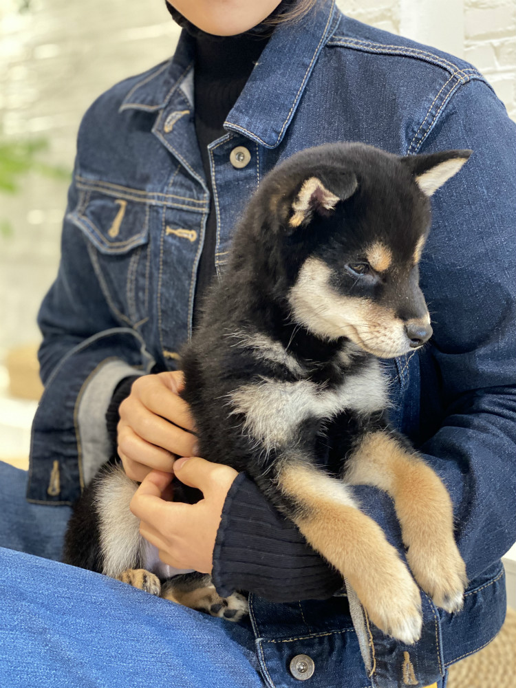 撸动物的网红店顺德,撸小动物的网红店北京世纪金源