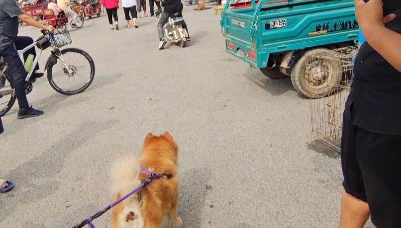 300块卖狗后续大人把狗还回来了么,300元以下的松狮