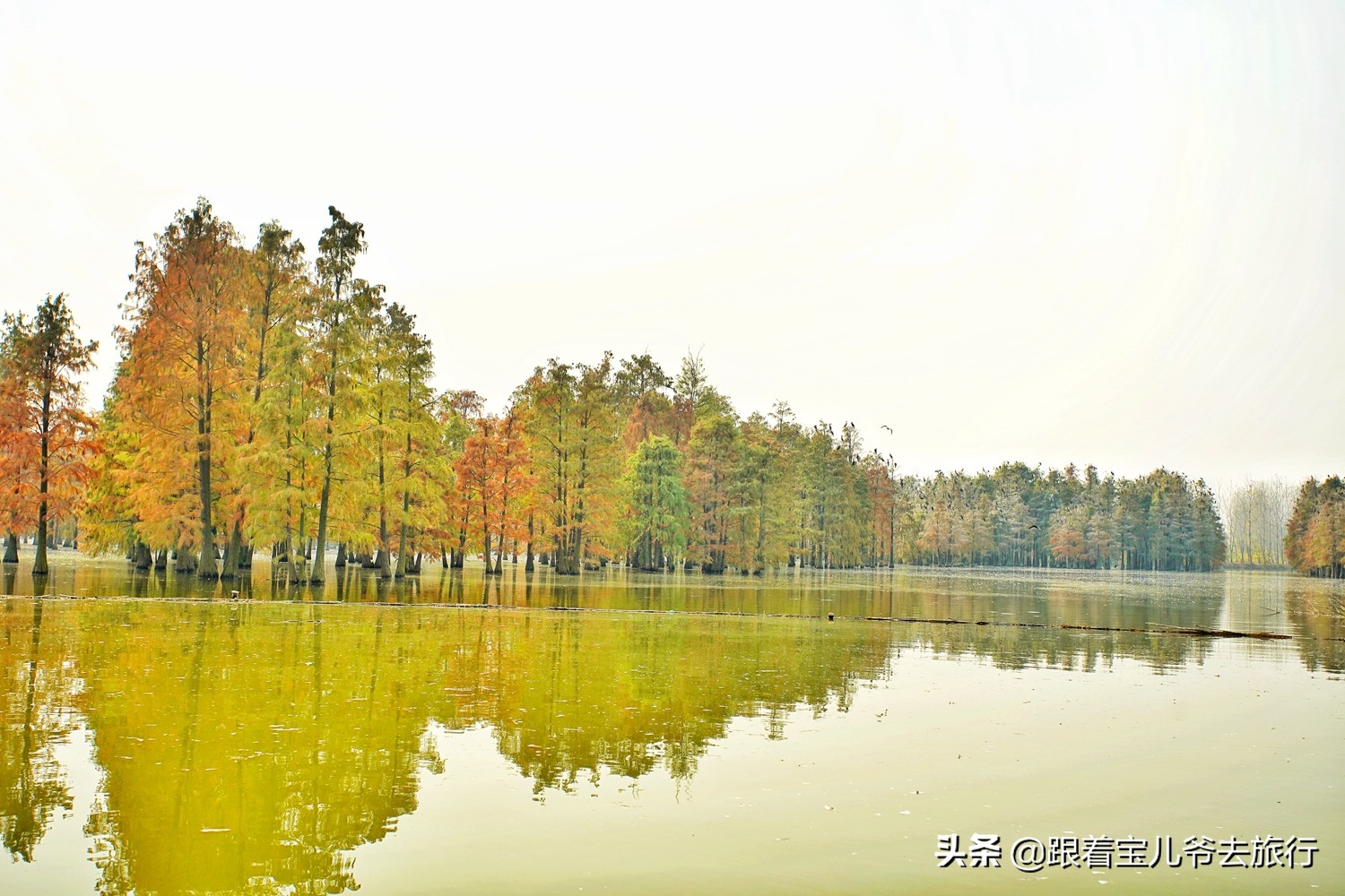 南京燕雀湖水杉林,南京秋天水杉林