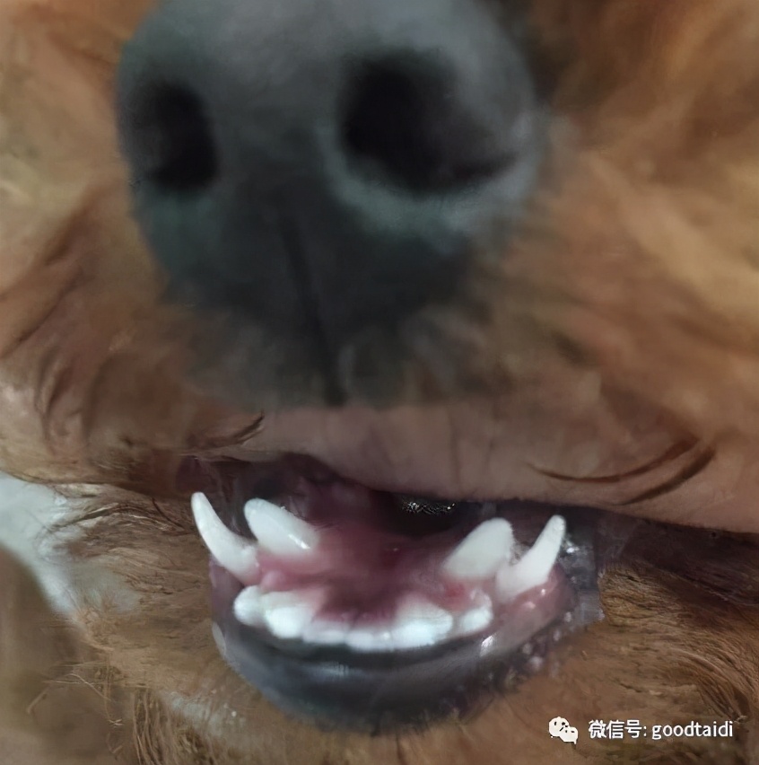 泰迪狗狗双排牙自己在家可以拔吗,泰迪双排牙什么时候掉呀