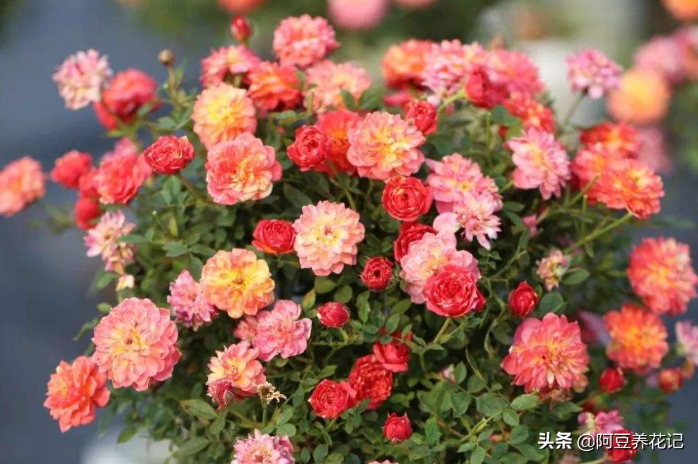 如果月季有黑斑病怎么办,如果月季花枯萎如何救好