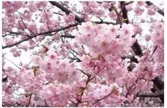 「潇湘名家」张继忠梦幻在艳阳里轻舞（外五首）