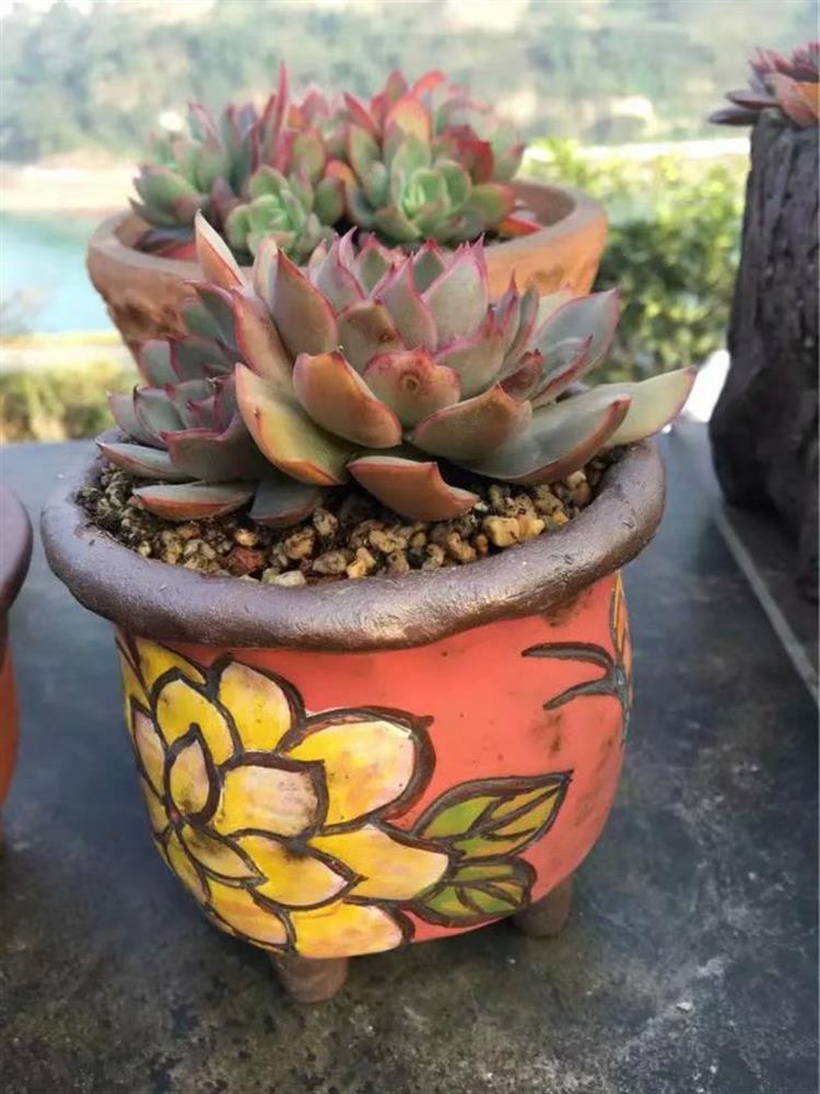 放寒假宿舍植物,暑假放假宿舍多肉怎么办