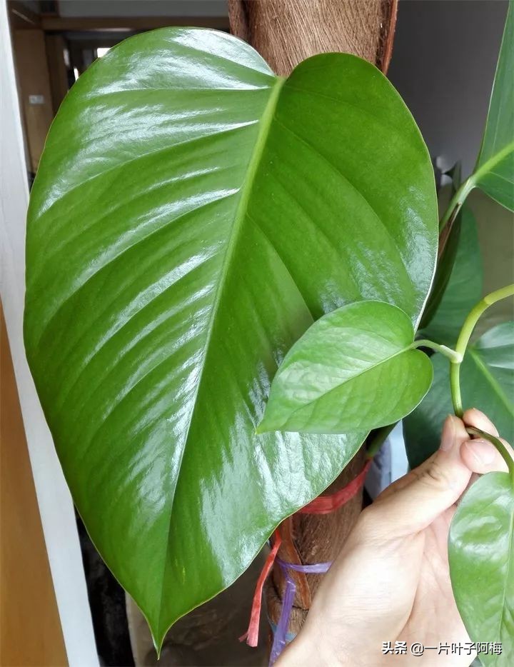 绿萝为什么叶子越来越小,绿萝为啥叶子越养越小