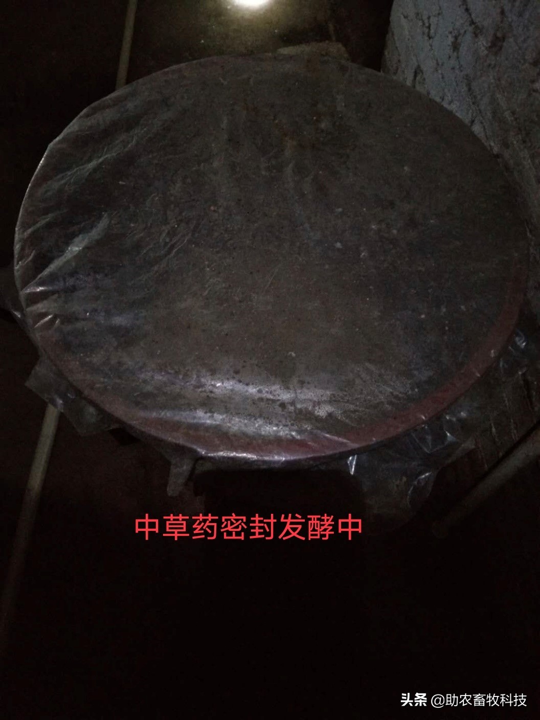 外购仔猪回来怎么处理,外购仔猪有什么风险