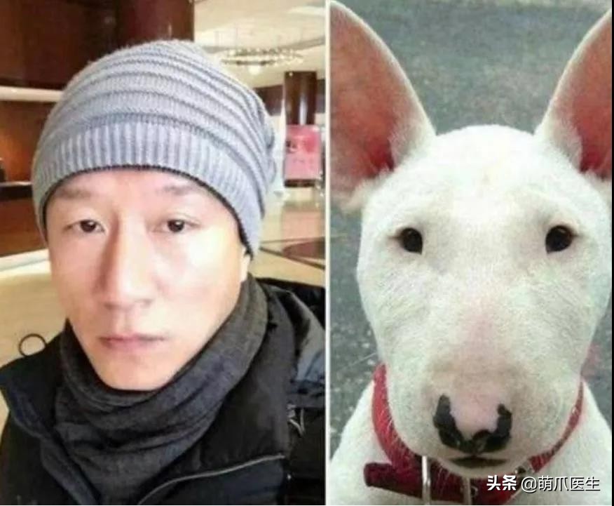 猫怎么越长越丑,为什么猫长得越丑越受欢迎