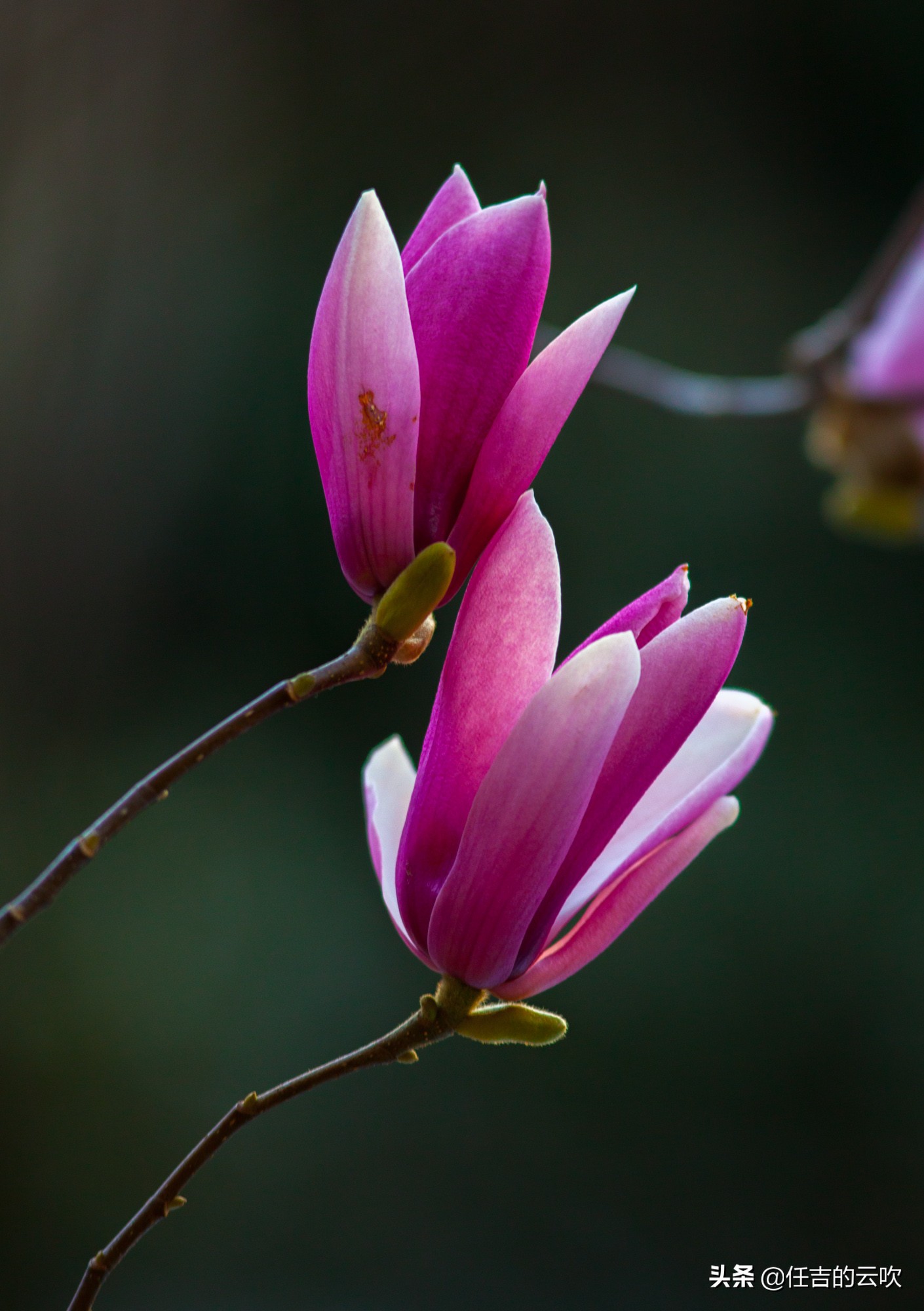 佳能70-300二代和胖白哪个好,佳能70-300l胖白