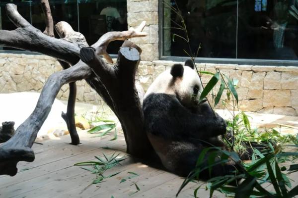 广州长隆旅游攻略自由行详细,广州长隆五一节3天2夜亲子游攻略