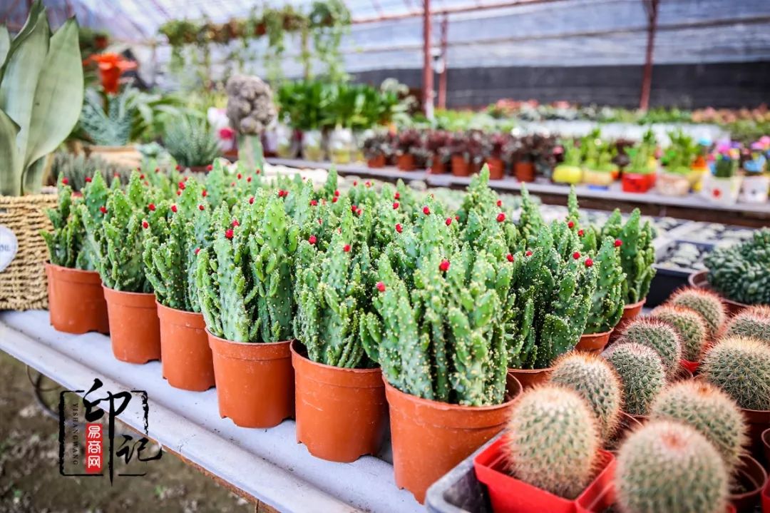 商丘道北花鸟批发市场,商丘花鸟宠物市场