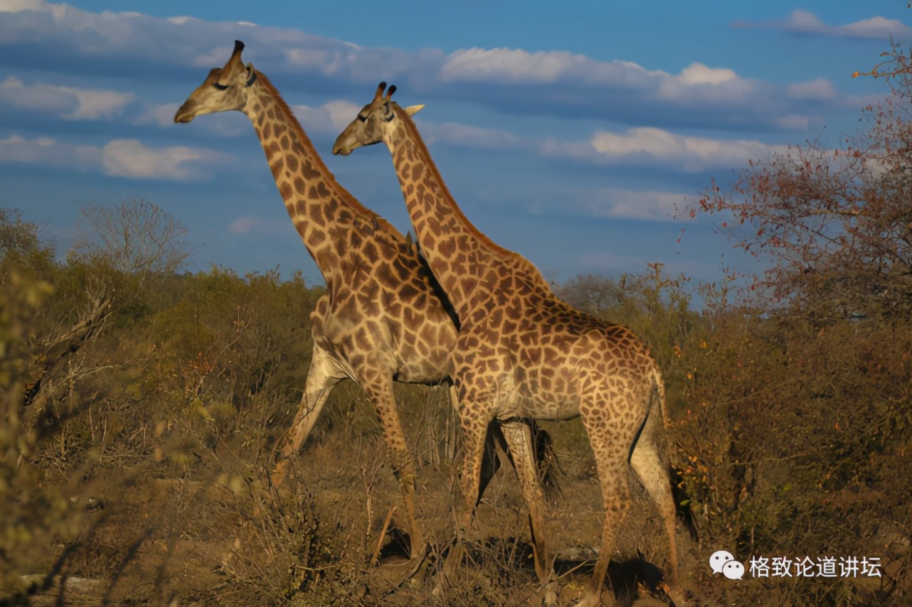 被称为“非洲最强挖掘机”的它，挖洞速度比6个人还快