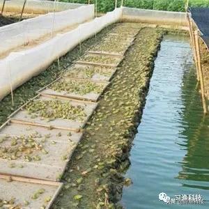 养殖黑斑蛙变态蝌蚪苗很小怎么办,黑斑蛙蝌蚪多少天发育成绿豆大小