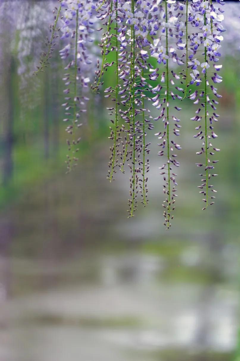 网红古树紫藤花,网红紫藤花