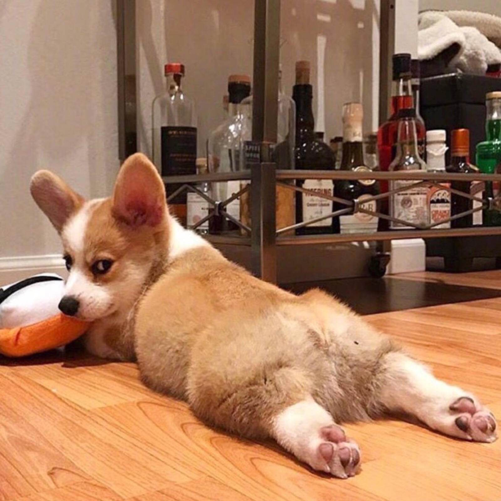 柯基宝宝小短腿柯基,短腿柯基长腿柯基