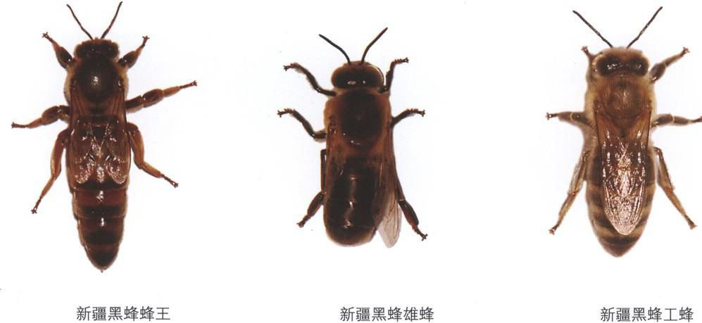 世界四大蜂种是哪种,中国四大蜜蜂种类区别