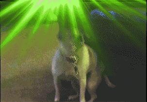 彻底根除耳螨的方法,除螨经验分享