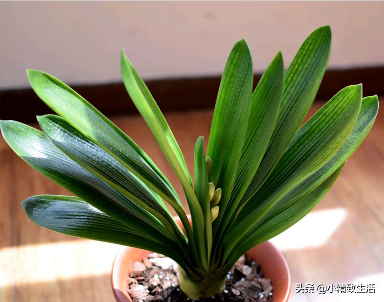 君子兰叶片斑点是什么原因,君子兰叶片有黄斑点怎么办