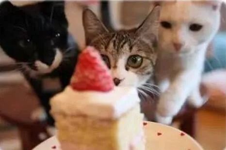 猫咪不能吃辣是对的吗,猫咪不能吃油炸食品吗