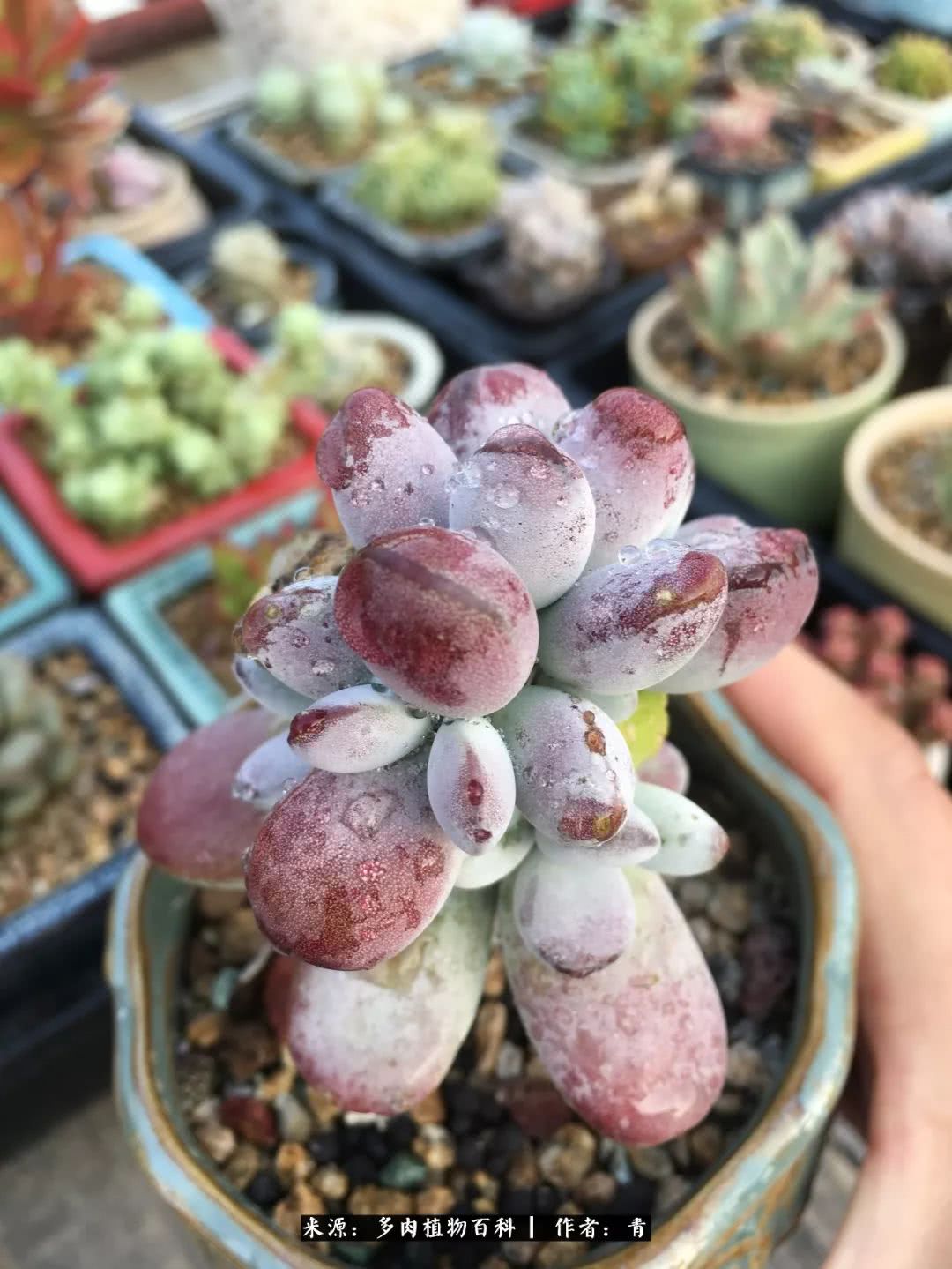 入坑多肉无法自拔,沉迷多肉无法自拔