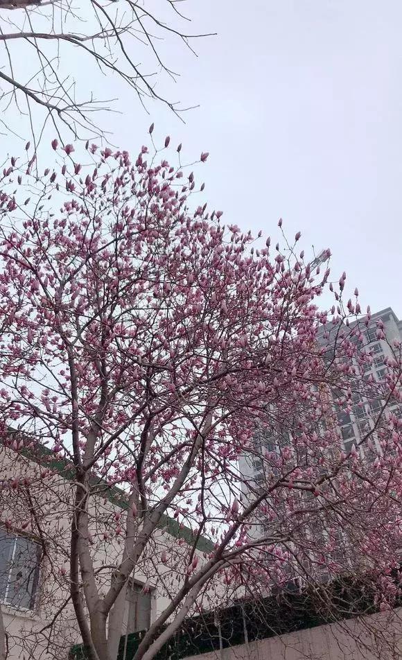 家里种哪些树招财又旺宅,院子什么树最旺财又旺家