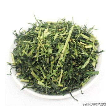 豚鼠是荷兰猪,把荷兰猪当宠物怎么养