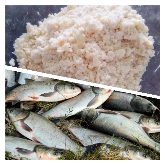 鲢鳙专用饵料排行,最火爆的鲢鳙饵料