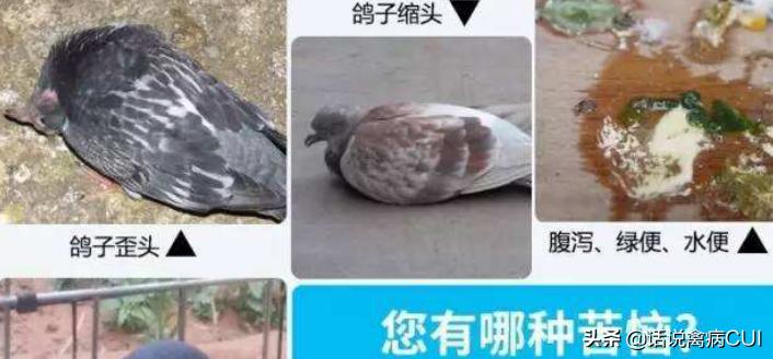 养鸽要注意哪些病,养鸽最怕什么事