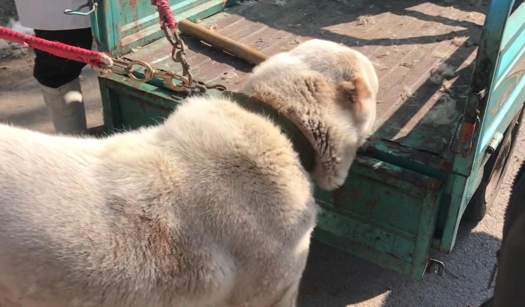 200斤的护卫犬,200斤护卫犬