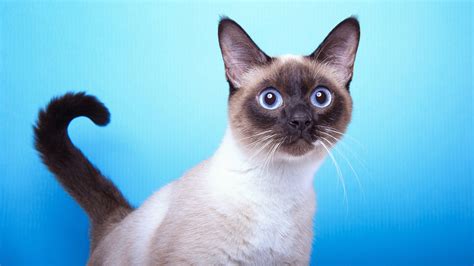 猫咪胡须的动作解释,猫咪胡须一长一短