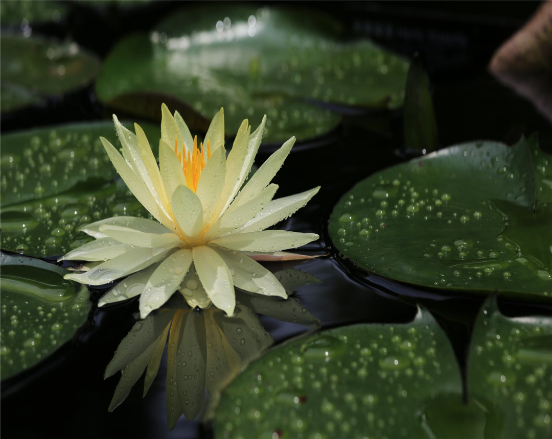 睡莲是水中养殖还是植入泥中养殖,大睡莲水生花卉适合多少度养殖