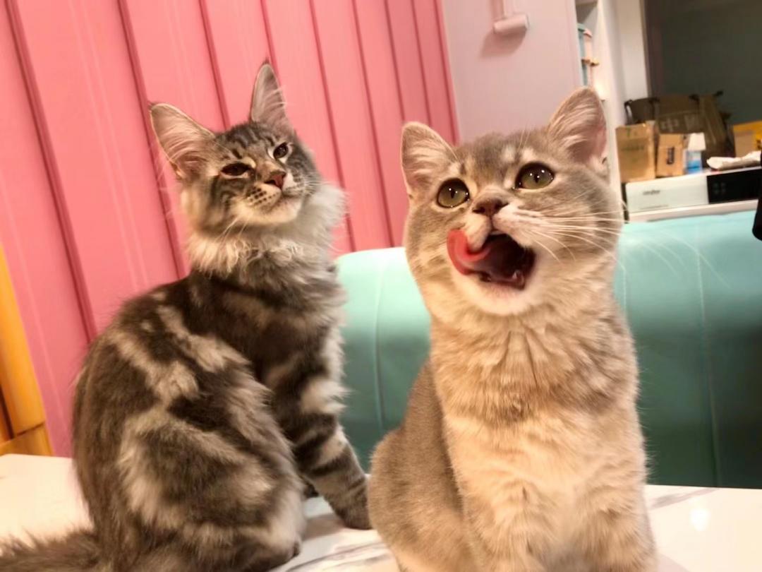 秦皇岛这只网红猫日常“巡逻”你见过吗?岛上还有这些撸猫好去处~