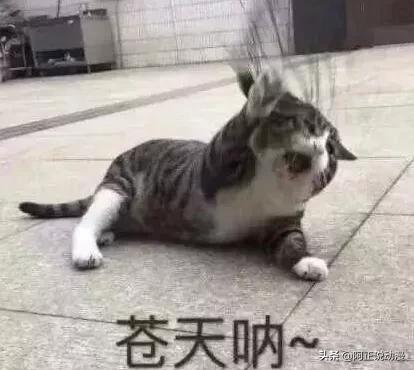 京阿尼纵火案青叶真司,青叶真司纵火犯