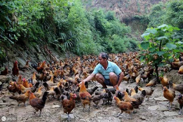 农村土鸡养殖大叔,本地散养土鸡为什么供不应求