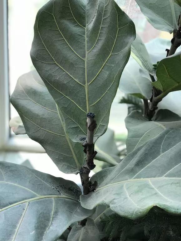 橡皮树短截的最佳时间,橡皮树秋季养护方法