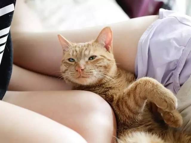 猫咪出血怎么办？首先你得搞清楚原因