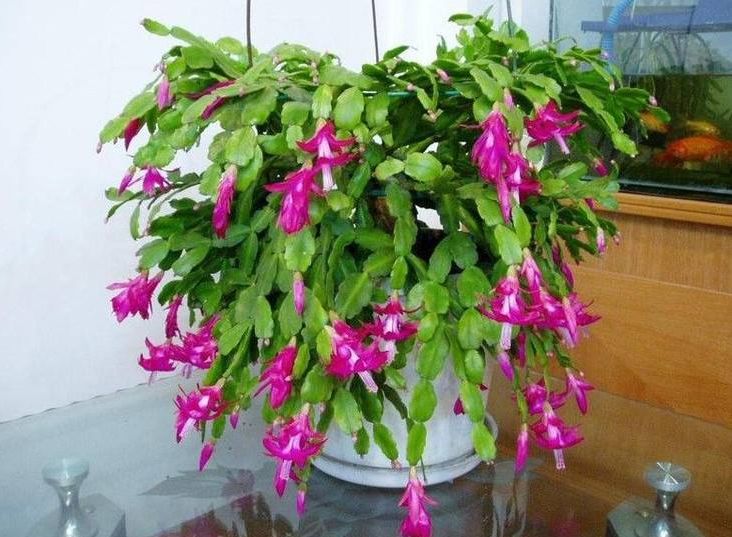 仙人指盆栽怎么养护,仙人指花苞期浇水施肥