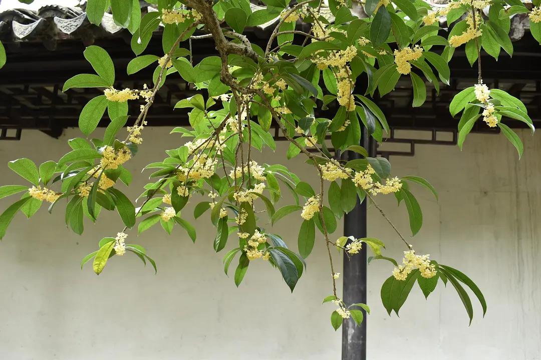 苏州城东北隅的赏桂佳处——耦园