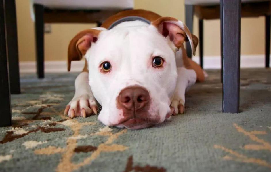 狗狗不喜欢狗粮是什么原因,狗狗总不爱喝水