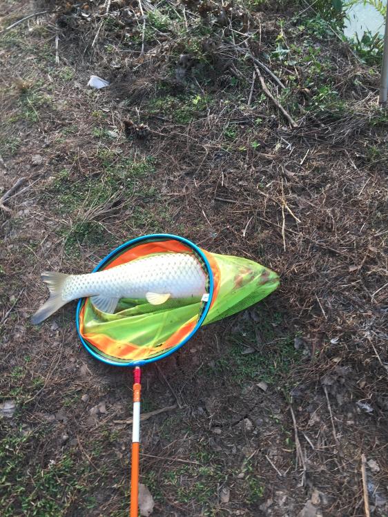 汀粉二代出征，神鹤轻强硬喜获佳绩