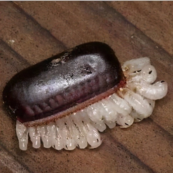 灭蟑螂最好的方法最简单的,灭蟑螂的方法可以消灭蚂蚁吗