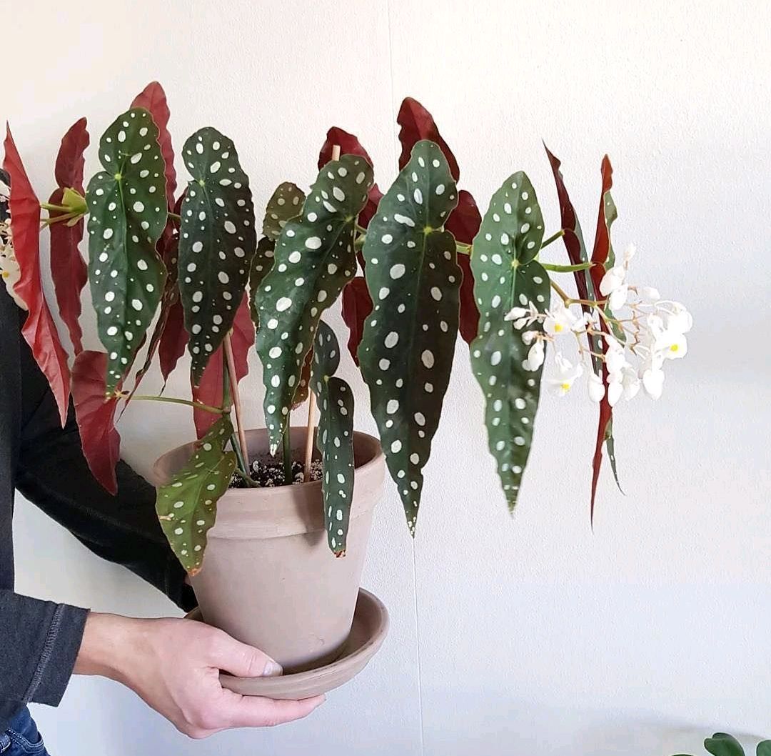 好看又好养的盆花,人养花也养人