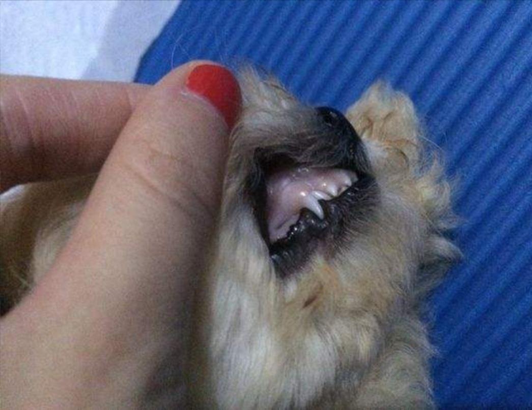 狗狗幼崽贫血怎么补最快,如何判断狗狗贫血的原因