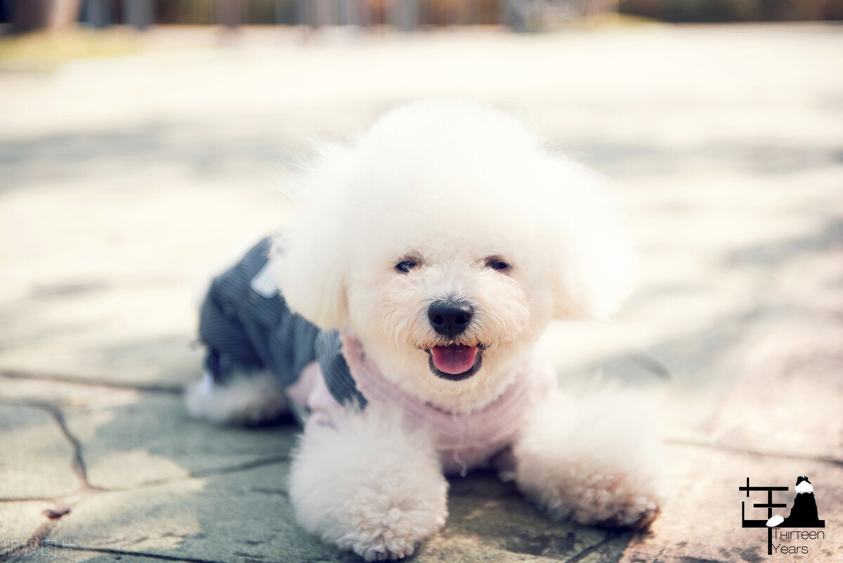 小狗的小窝改造,狗窝改造50万